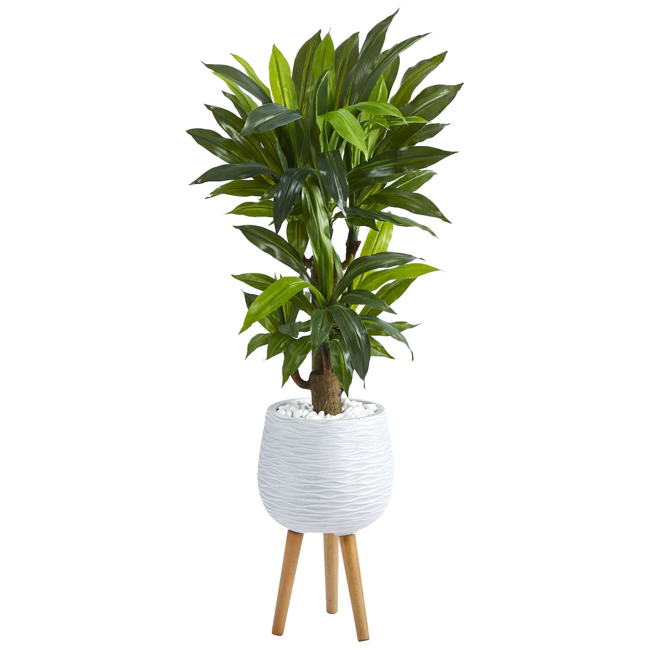 4ft. Corn Stalk Dracaena Plant in White Planter with Stand